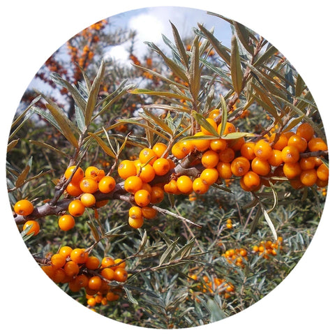 Sea Buckthorn Fruit Pulp (Hippophae rhamnoides) Organic CO2 Extract