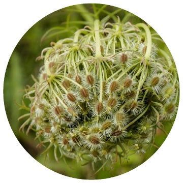 Carrot Seed (Daucus carota) Organic CO2 Extract Carrier Oil