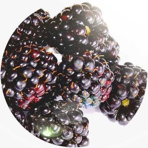 Blackberry Seed Oil (Rubus laciniatus) Organic Cold Pressed