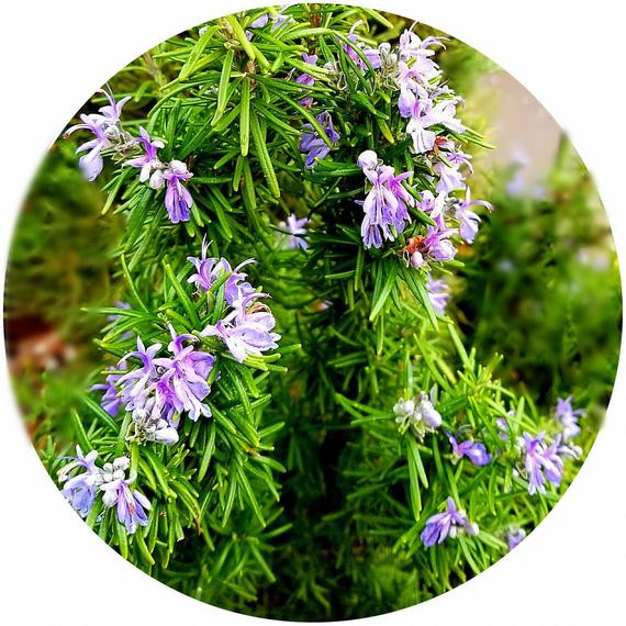 Rosemary (Rosmarinus officinalis) Organic Essential Oil