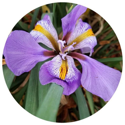 Orris Root CO2 Select extract 3 % Irones fixed in organic MCT oil