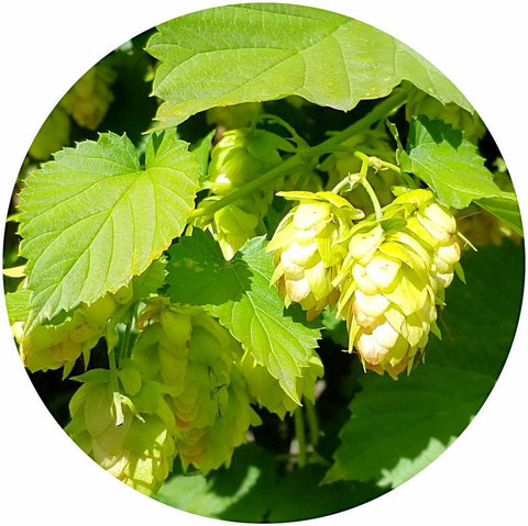 Hops (Humulus lupulus) Organic CO2 Extract