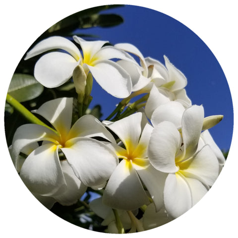 Frangipani (Plumeria alba) Absolute